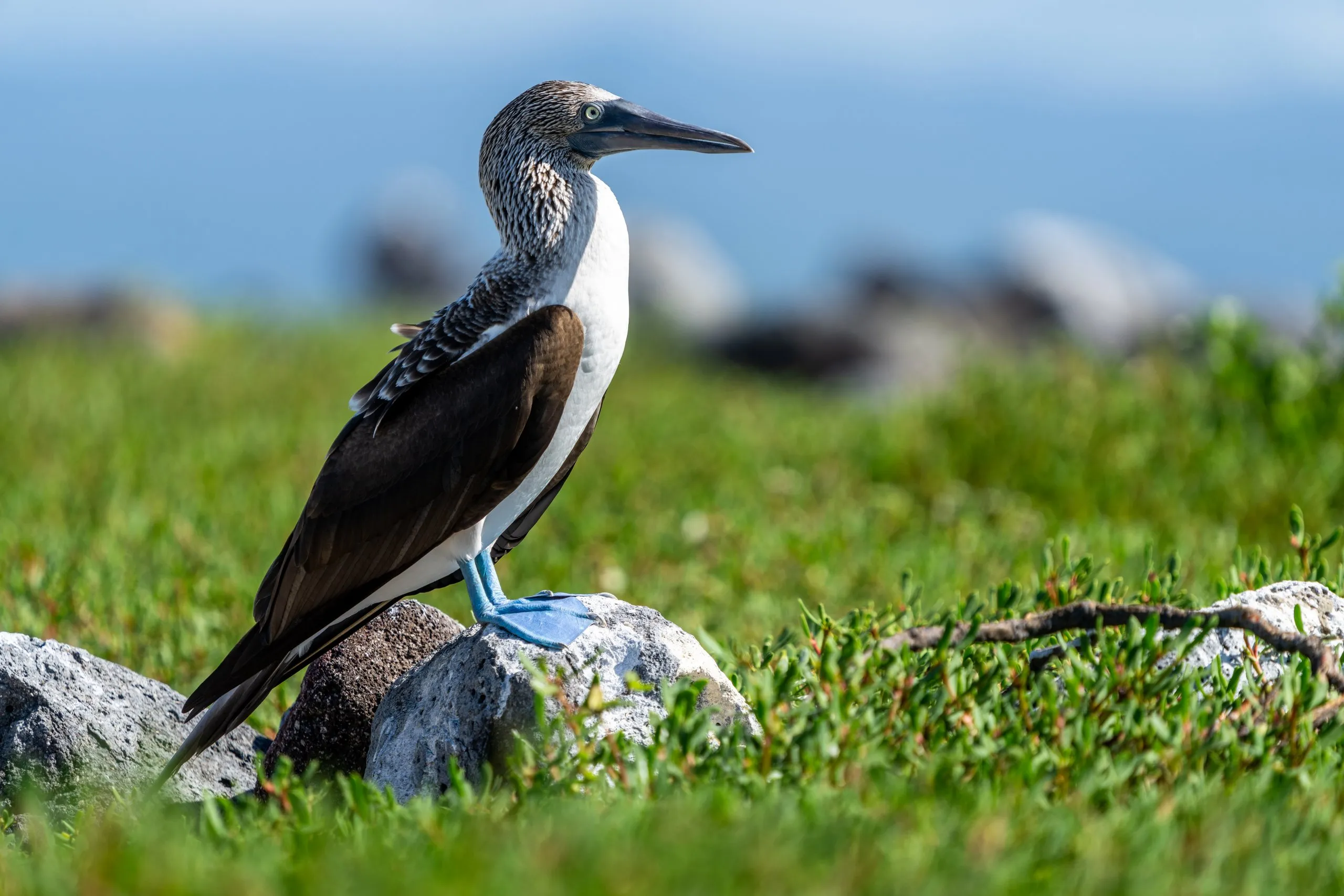Blue-footed booby, Galápagos