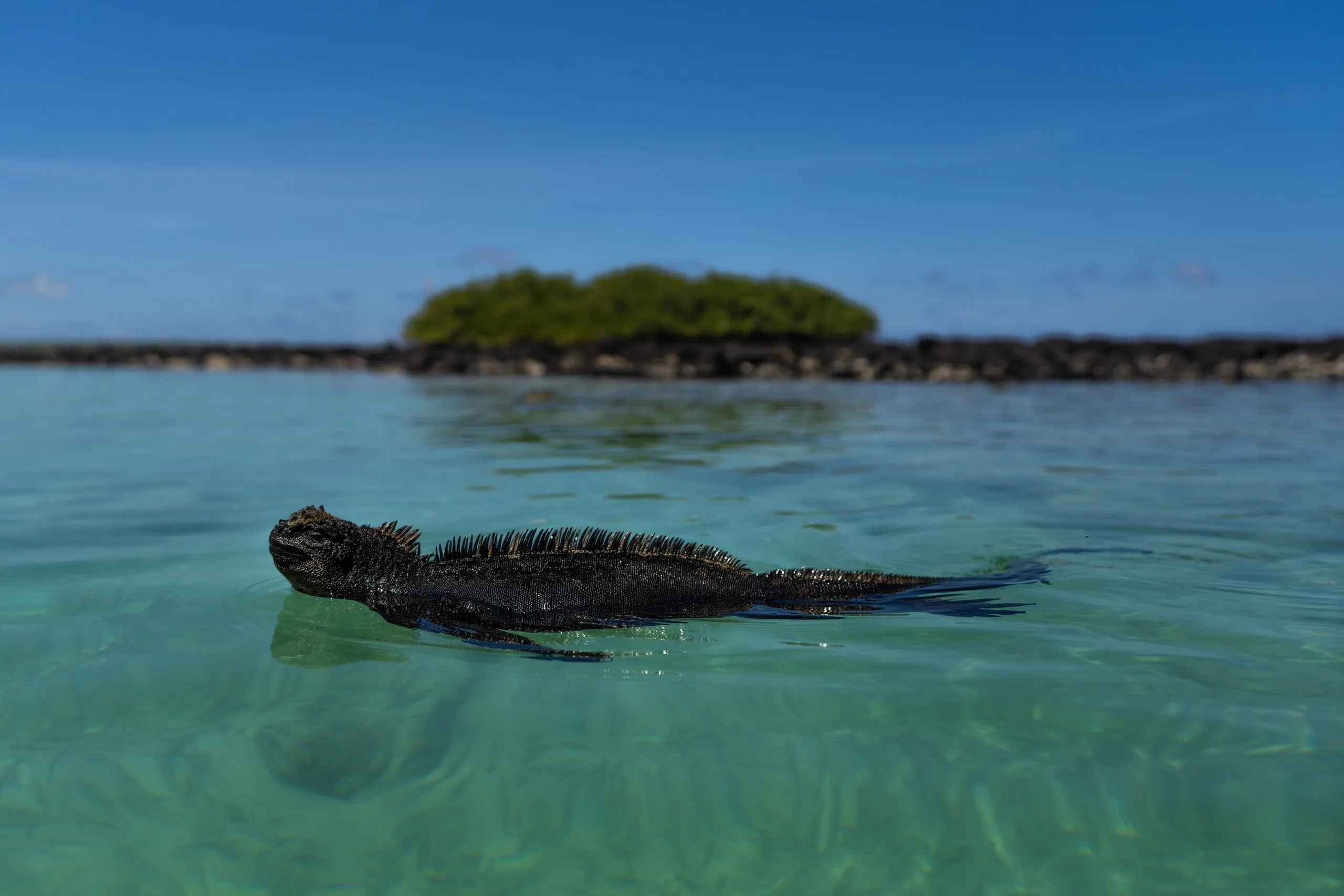 A marine iguana swims through turquoise water in the Galápagos