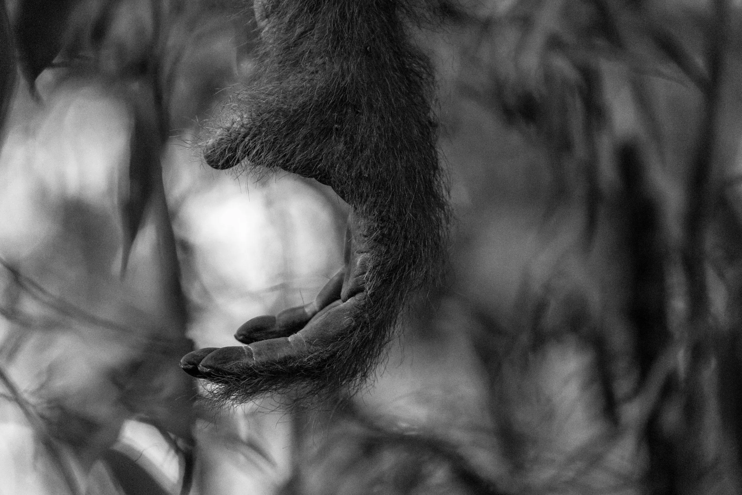 Orangutan hand and foot, black and white