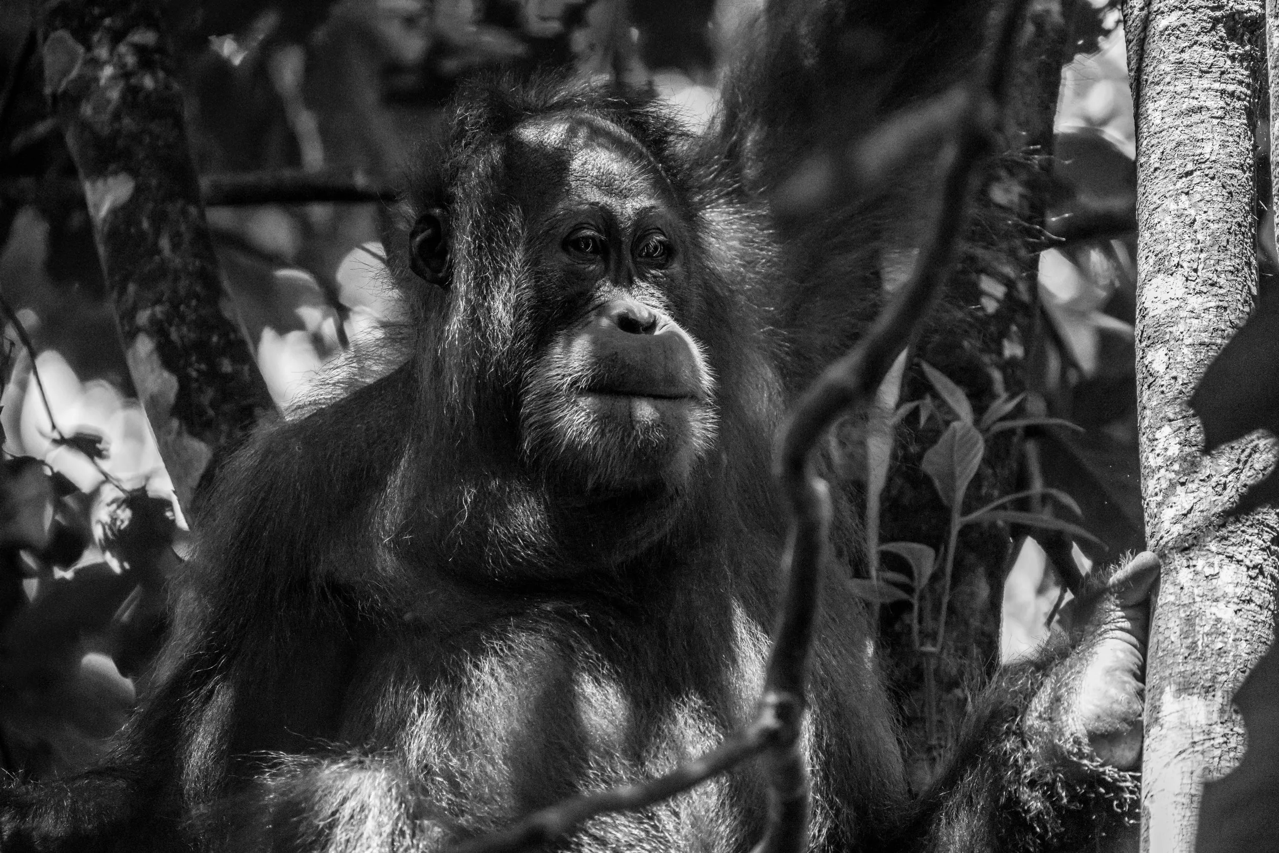 Young orangutan in dappled light, Sumatra