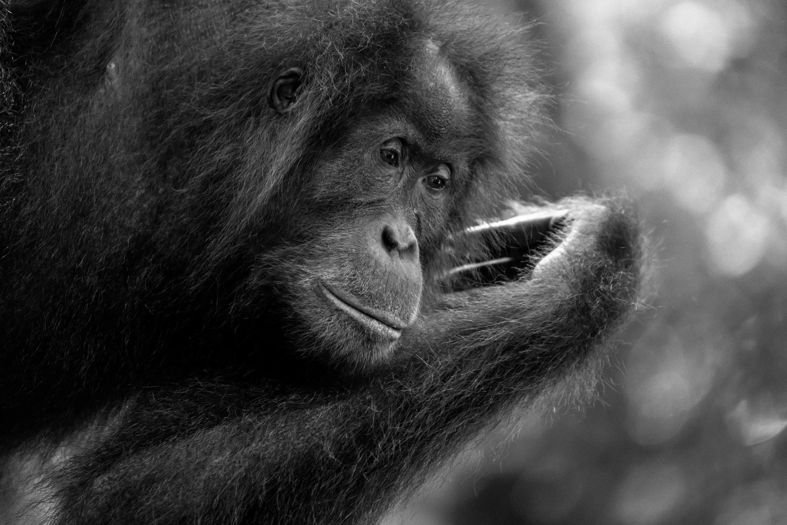 Orangutan chewing a leaf, black and white